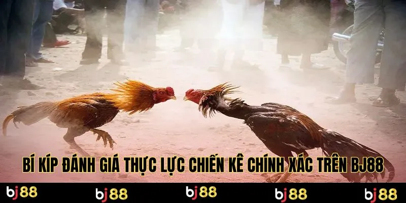 Bí kíp đánh giá thực lực chiến kê chính xác trên Bj88