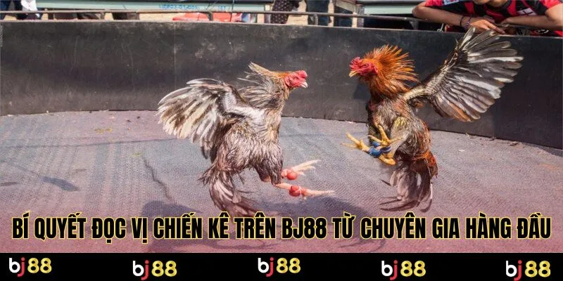 Bí quyết đọc vị chiến kê trên Bj88 từ chuyên gia hàng đầu
