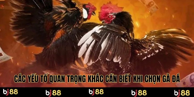 Các yếu tố quan trọng khác cần biết khi chọn gà đá
