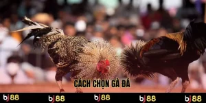 cách chọn gà đá