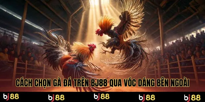 Cách chọn gà đá trên Bj88 qua vóc dáng bên ngoài