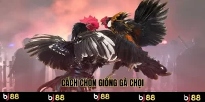 cách chọn giống gà chọi