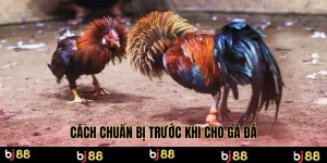 Cách chuẩn bị trước khi cho gà đá