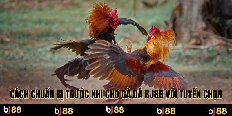 Cách chuẩn bị trước khi cho gà đá Bj88 với tuyển chọn