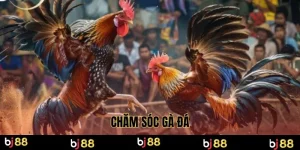 chăm sóc gà đá