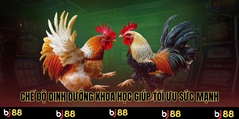 Chế độ dinh dưỡng khoa học giúp tối ưu sức mạnh