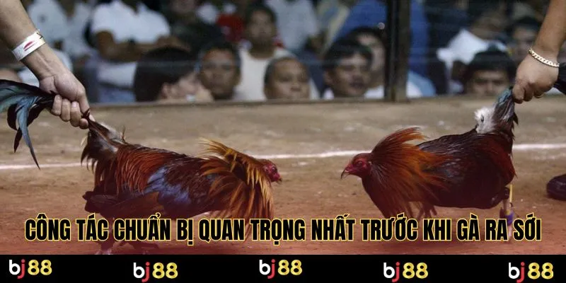 Công tác chuẩn bị quan trọng nhất trước khi gà ra sới