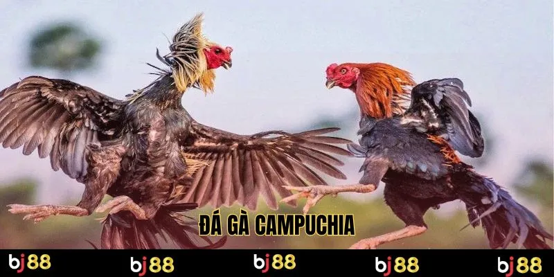 đá gà campuchia