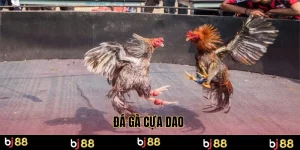 đá gà cựa dao