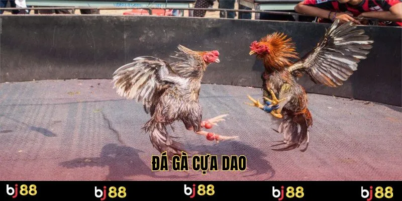 đá gà cựa dao