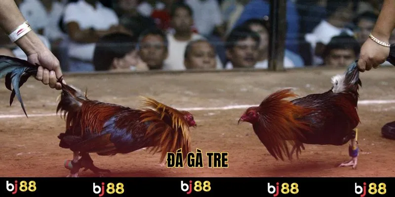 đá gà tre