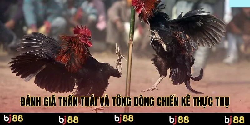 Đánh giá thần thái và tông dòng chiến kê thực thụ
