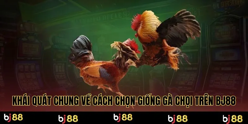 Khái quát chung về cách chọn giống gà chọi trên Bj88