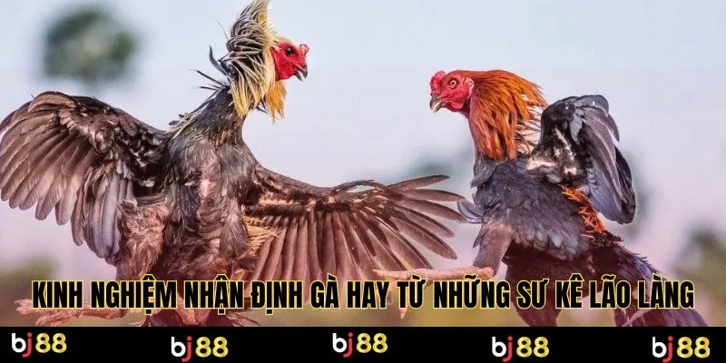 Kinh nghiệm nhận định gà hay từ những sư kê lão làng