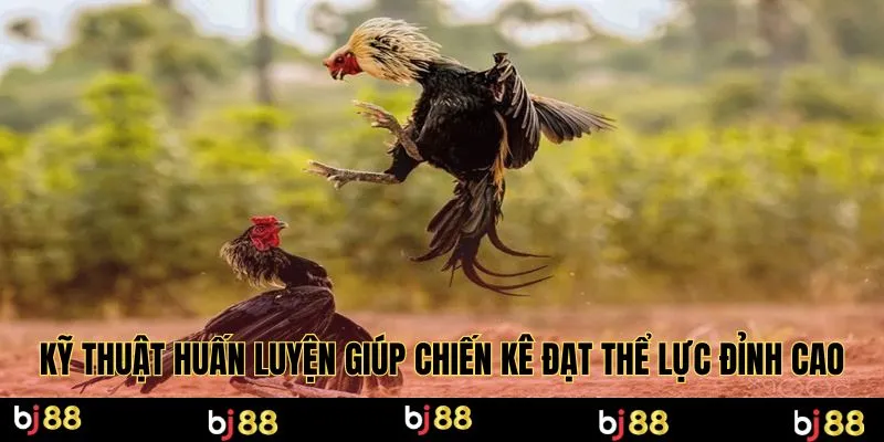 Kỹ thuật huấn luyện giúp chiến kê đạt thể lực đỉnh cao