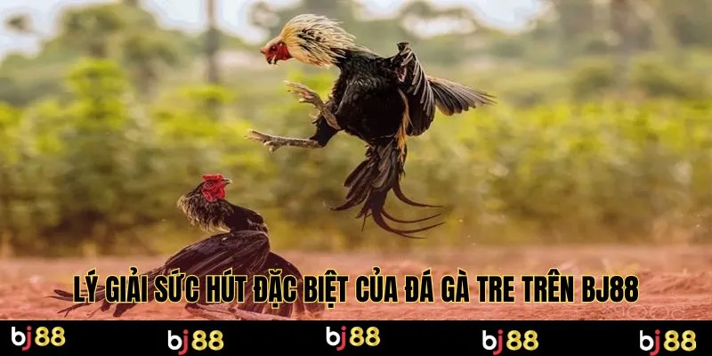 Lý giải sức hút đặc biệt của đá gà tre trên Bj88