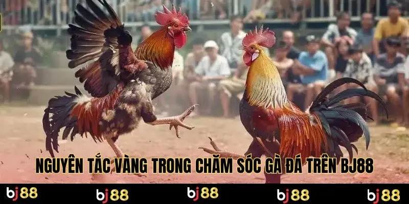 Nguyên tắc vàng trong chăm sóc gà đá trên Bj88