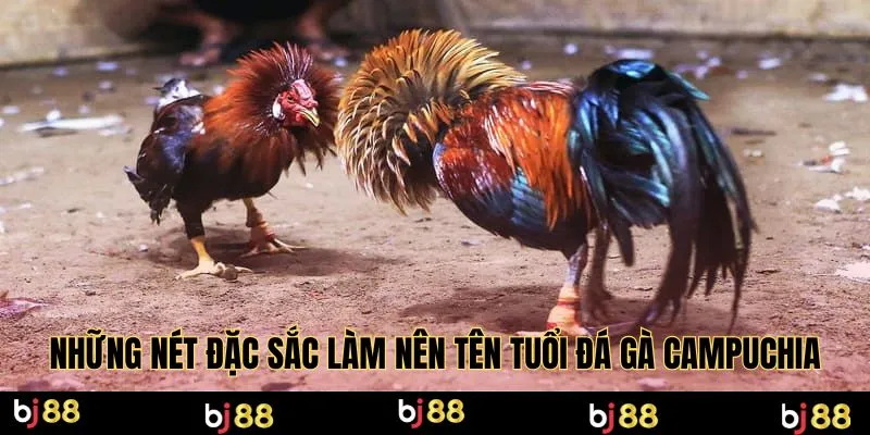 Những nét đặc sắc làm nên tên tuổi đá gà Campuchia