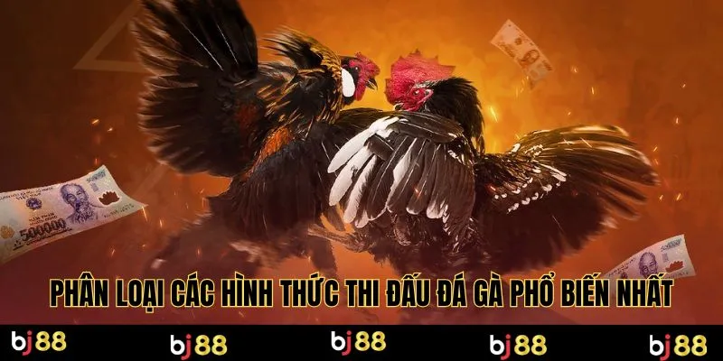 Phân loại các hình thức thi đấu đá gà phổ biến nhất