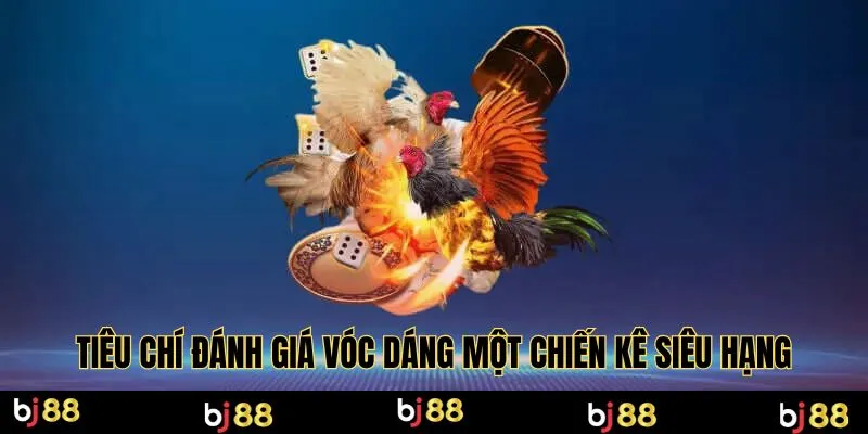 Tiêu chí đánh giá vóc dáng một chiến kê siêu hạng