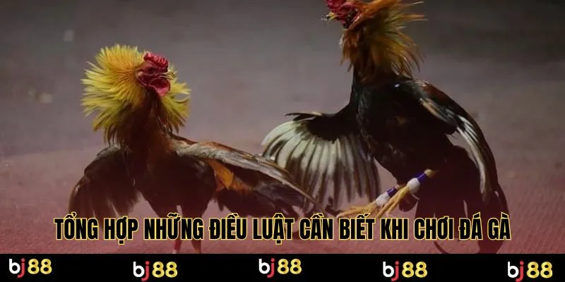 Tổng hợp những điều luật cần biết khi chơi đá gà