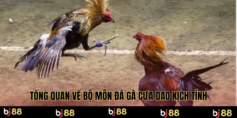 Tổng quan về bộ môn đá gà cựa dao kịch tính